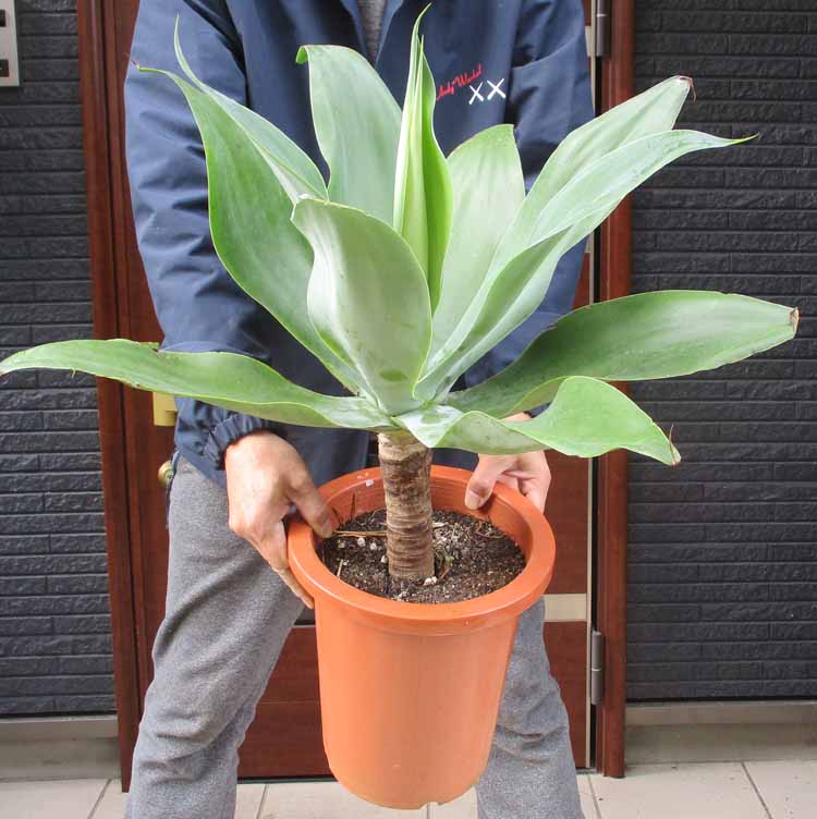 楽天市場】アガベ アテナータ カラズストライプ 7号 苗木【AK】 : 千草園芸