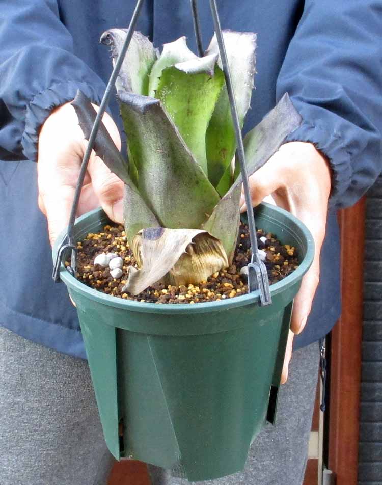 楽天市場】【現品・現物】プヤ・セルーレア 大株 puya coerulea 8号 UR