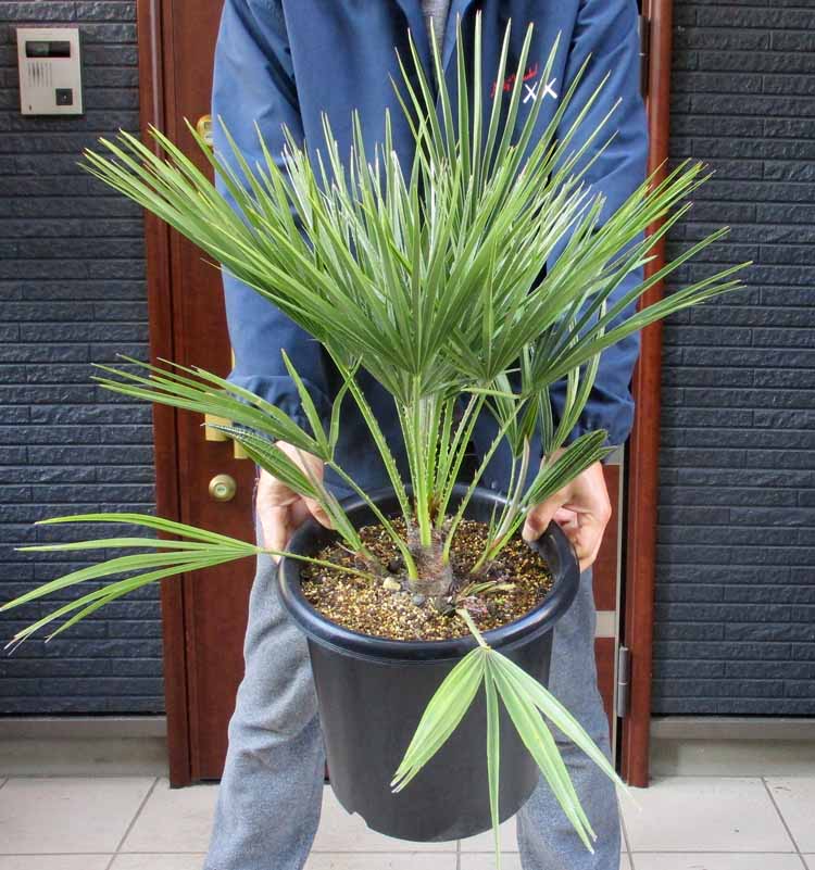 楽天市場】【現品・現物】【耐寒性ヤシ 椰子】チャメロプス・フミリス