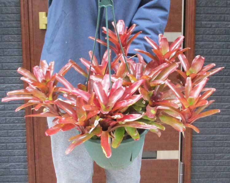 楽天市場】【現品・現物】【送料無料】アンスリウム・ジャングル