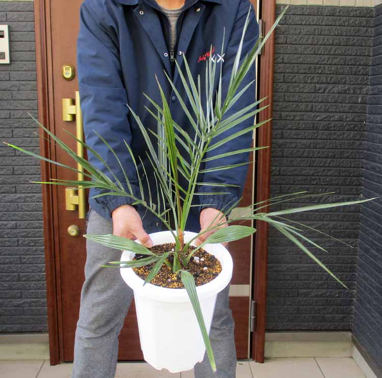 楽天市場】【現品・現物】【耐寒性ヤシ 椰子】チャメロプス・フミリス