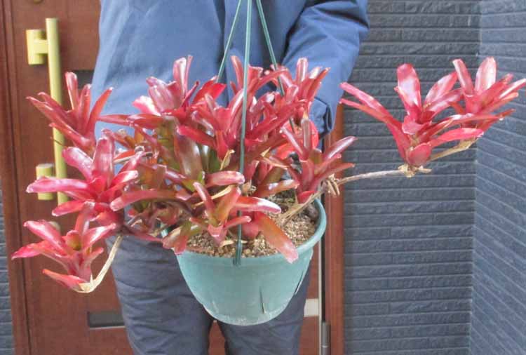 楽天市場】【現品】アルカンタレア・インペリアリス・ルブラ