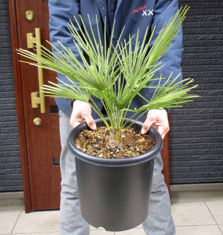 楽天市場】【現品・現物】【耐寒性ヤシ 椰子】チャメロプス・フミリス