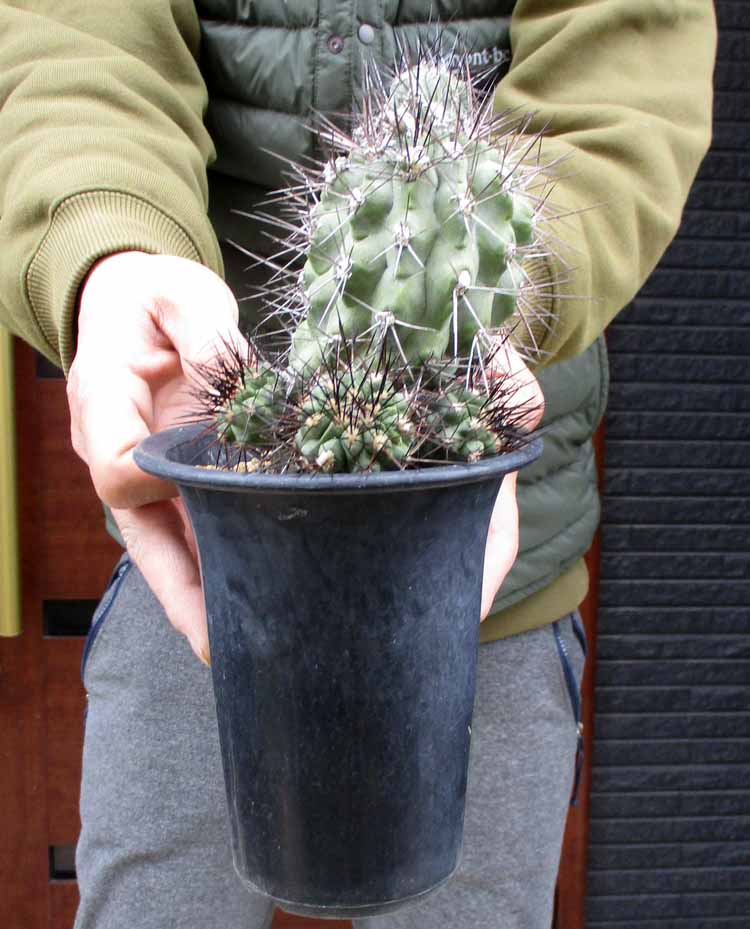 コピアポア　エキナータ JMT441 1苗 コピアポア エキナータ JMT441 1苗