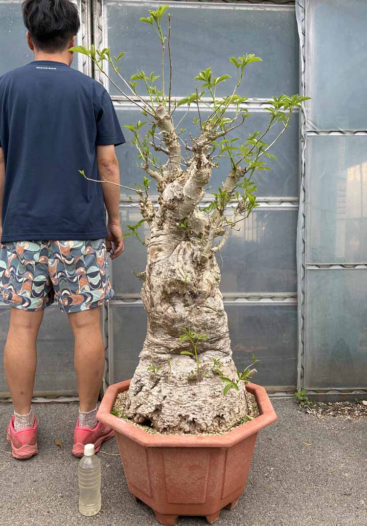 国内最大限度級【現品・現物】【盆栽】大株 バオバブの木 バオバブ・ディギター ３０号 た８番 相当 冬は落葉します。