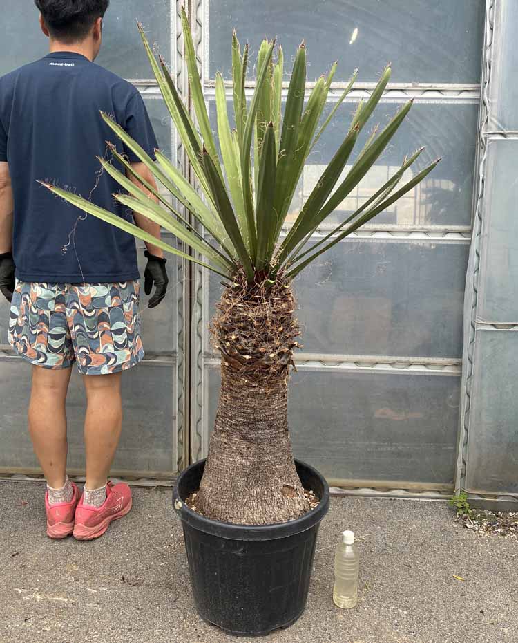 日にち任じるできません【現品・現物】発根済み ユッカ・ファクソニアーナ   yucca faxoniana 14号好いかげんに 売りわたす【観葉草木】【鉢植】【露天】F7番