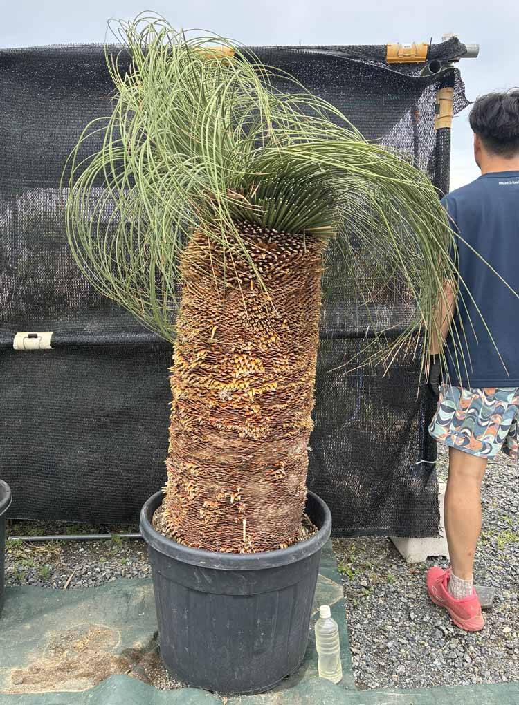 【現品・現物】ダシリリオン・ロンギシマム 超大株 20号好いかげんに N8番