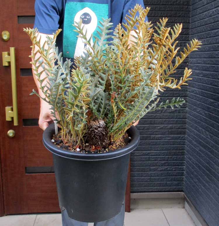 【現品・現物】バンクシア・ブレクニフォリア　Banksia blechnifolia　這性タイプのバンクシア　10号　４H番｜松や植物園　支店
