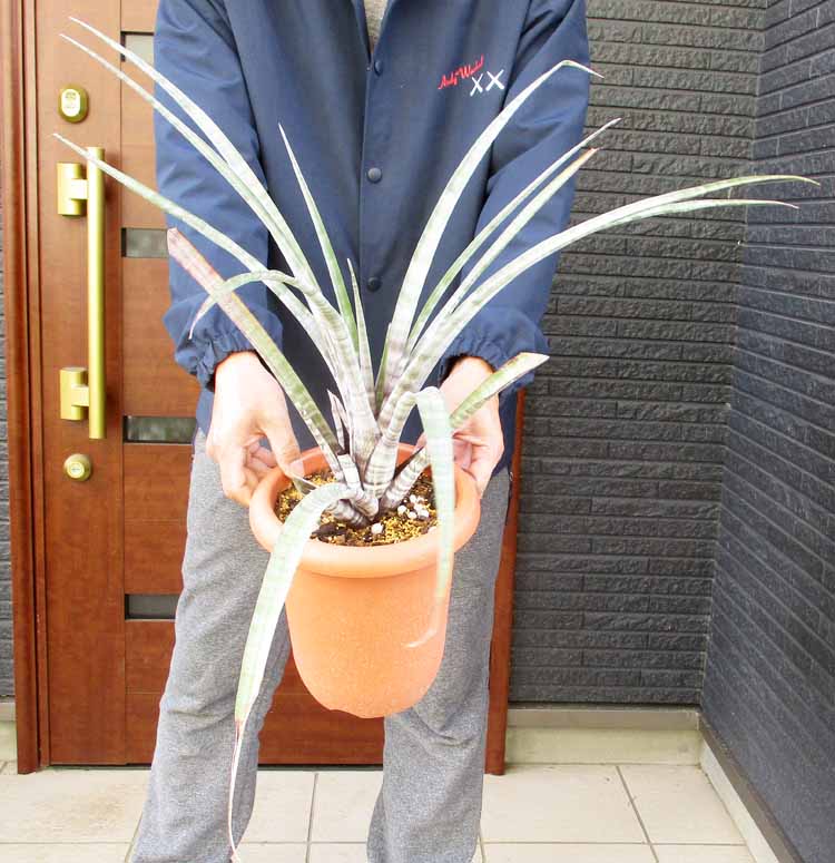 楽天市場】【現品・現物】プヤ・セルーレア 大株 puya coerulea 8号 UR