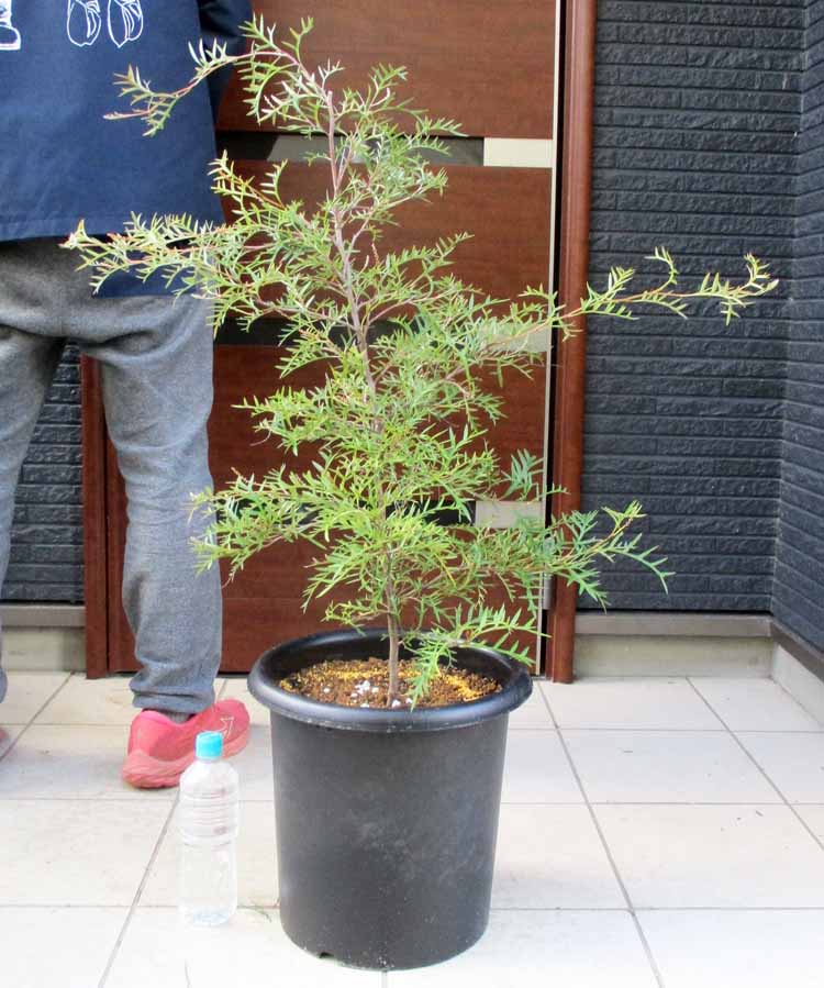 楽天市場】【現品・現物】グレビレア ハニーワンダー 10号 4Z番