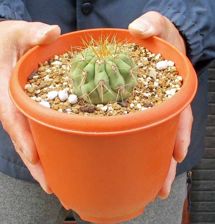 楽天市場】【現品・現物】サボテン・コピアポア・エキナータ 4号c6