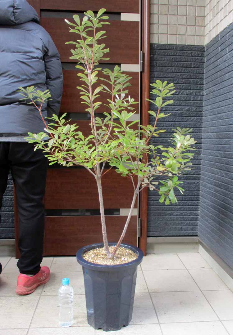 楽天市場】【現品・現物】コーストバンクシア Banksia integrifolia