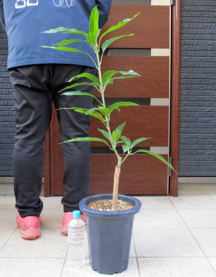 楽天市場】マンゴーの木 【チョカナン】 極太超特大苗 【大型宅配便