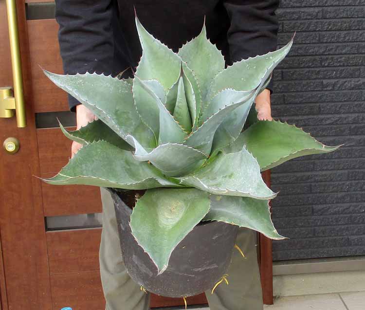 【現品・現物】アガベ・オバティホリア（オバティフォリア）広広とした岩礁 10号 WR番