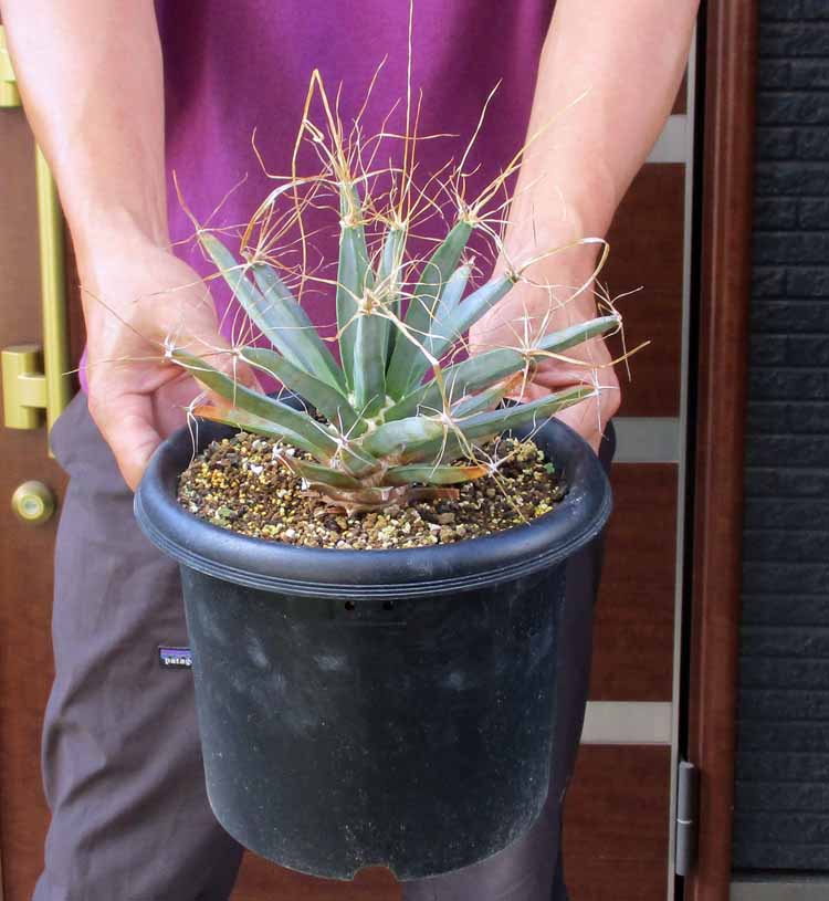 楽天市場】【現品・現物】大型！アガベアメリカーナ中斑、メディオ