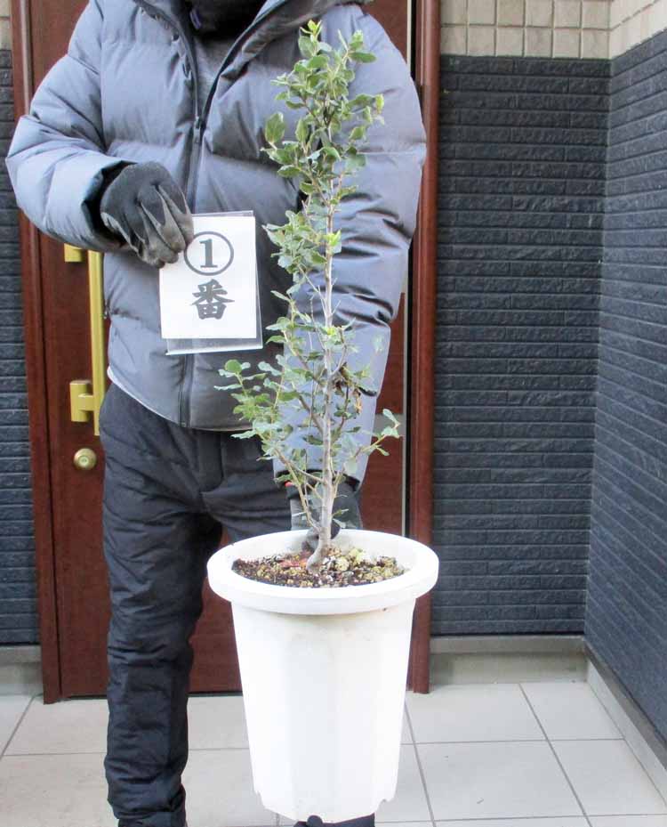 高評価レビュー 楽天市場】【現品】コルクの木 樫の木（コルクガシ コルクガシ その他