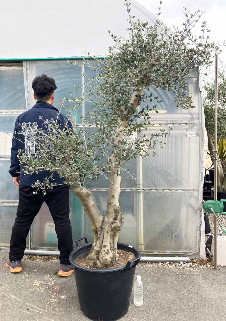 楽天市場】スペインオリーブ 古木 b3351k オリーブの木 植木
