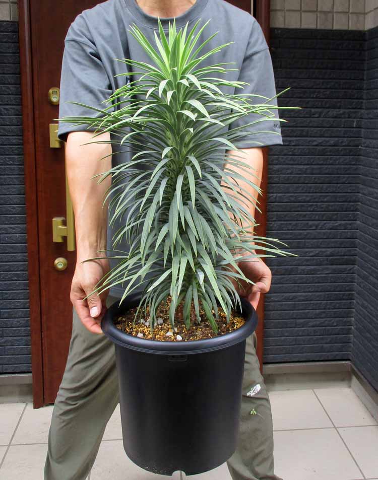【現品】ユッカ・ファクソニアーナ yucca faxoniana　8号　３S番 ユッカ・ファクソニアーナ｜Yucca faxoniana | DESERT INC.