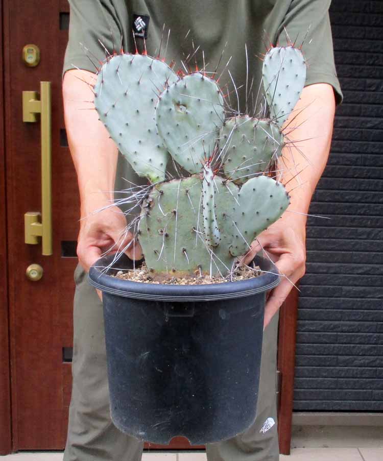 楽天市場】【現品・現物】サボテン・オプンチア・マクロケントラ