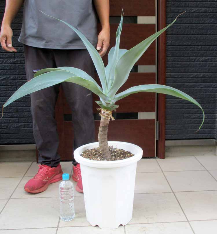 アガベアテナータ　カラズストライプ アガベ・アテナータ・カラズ ストライプズ - 植物と暮らす m-plant