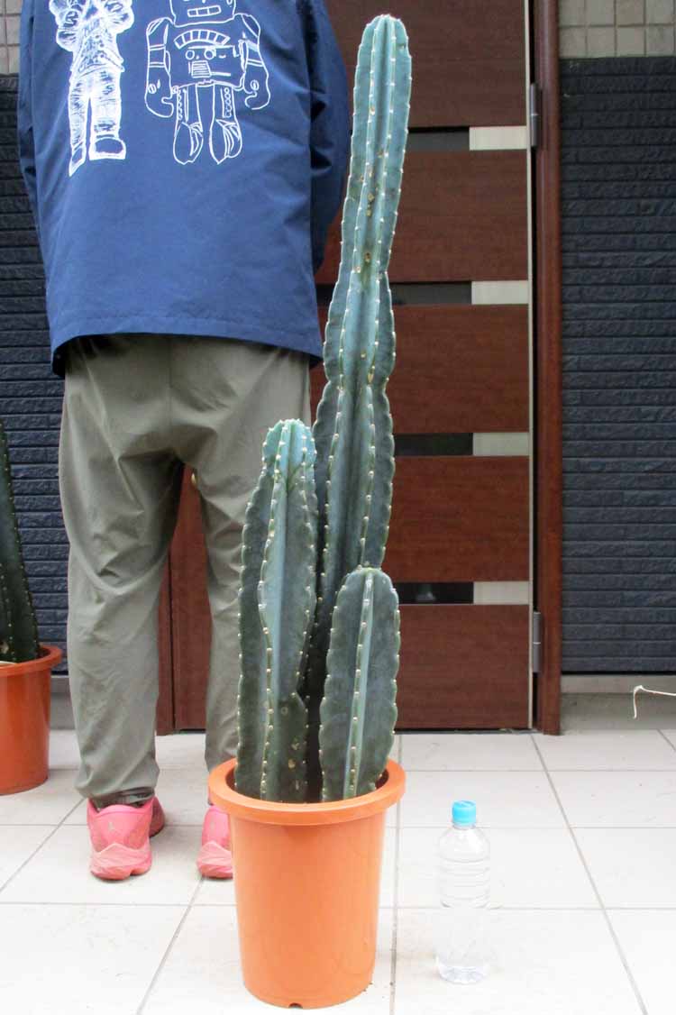 楽天市場】【現品】サボテン・ワラシー 8号 HY番 【人気 植物 多肉植物