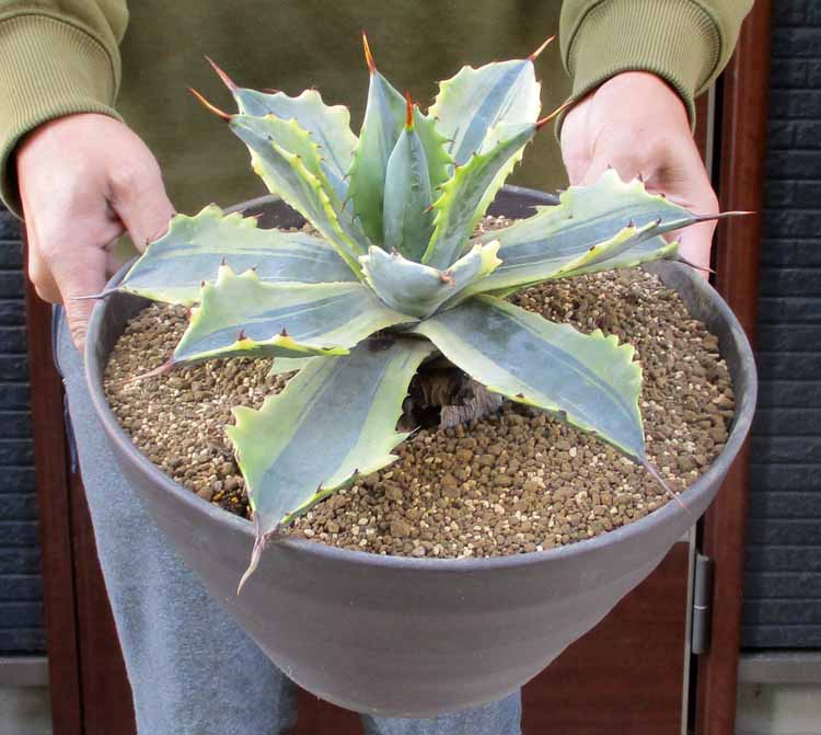 楽天市場】【現品・現物】大型！アガベアメリカーナ中斑、メディオ