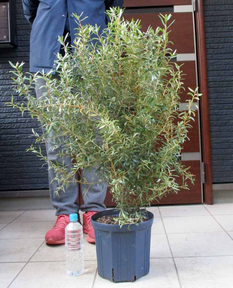 【現品】グレビレア・バンクシー　グレビリア・バンクシー　10号　B8番 楽天市場】【現品・現物】グレビレア・バンクシー グレビリア