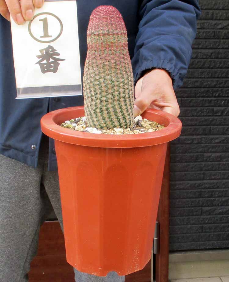 楽天市場】【現品】サボテン エキノプシス・ハイブリッド 15号（1