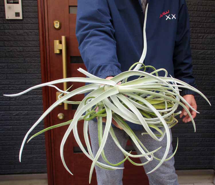 楽天市場】【現品】アルカンタレア・インペリアリス・ルブラ