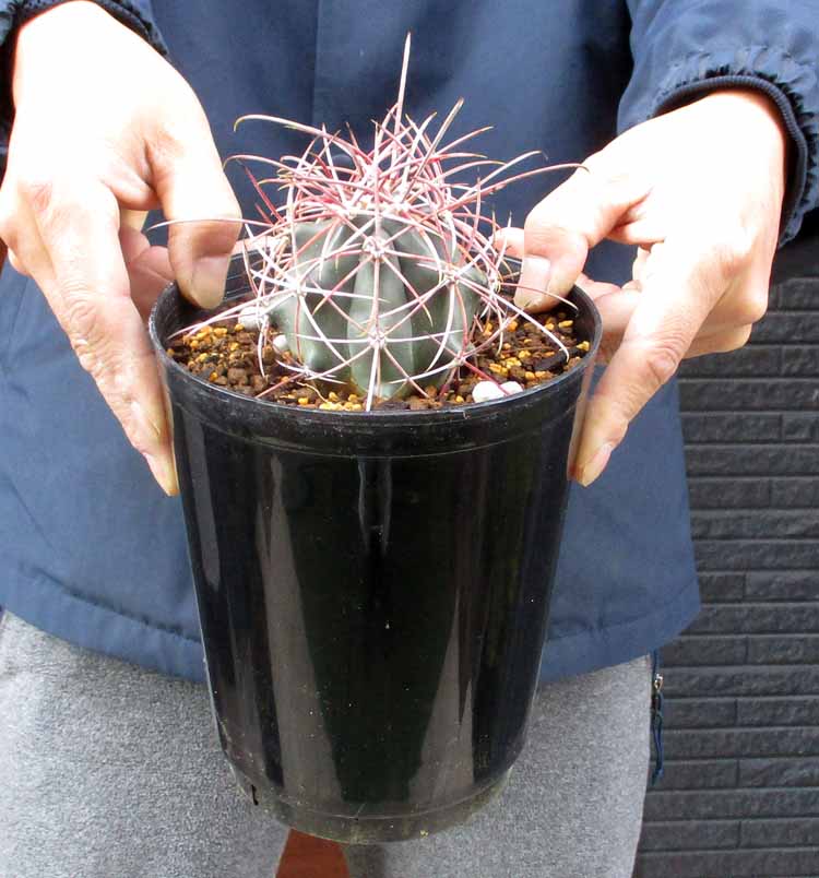 楽天市場】【現品・現物】サボテン・フェロカクタス 赤鳳 7号 4C番