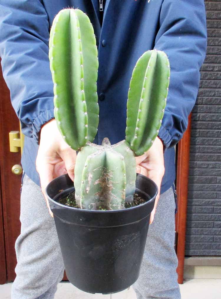 楽天市場】【現品・現物】サボテン ブリンチュウ（武倫柱）ブリン柱 4