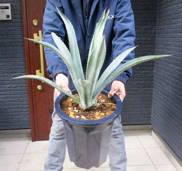 楽天市場】☆【現品・現物】アガベ・アメリカーナ・エクスパンサ