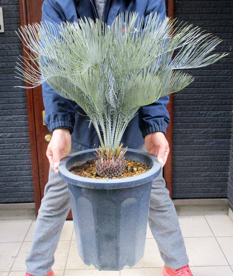 楽天市場】NEW!【現品・現物】マクロザミア・マクドンネリー