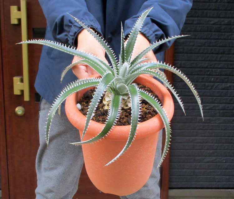 楽天市場】【現品】アルカンタレア・インペリアリス・ルブラ