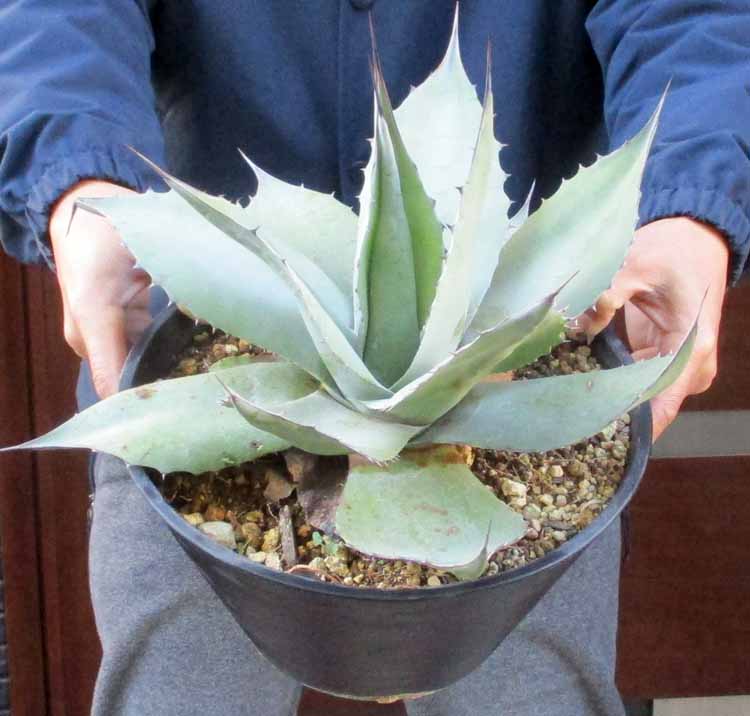 楽天市場】NEW!【現品・現物】鉢割れあり アガベ 怒雷神錦（イカリ