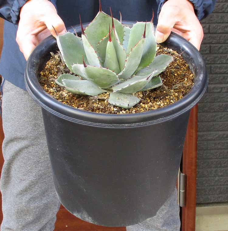 楽天市場】ロックガーデン・ドライガーデンにお勧め【現品・現物