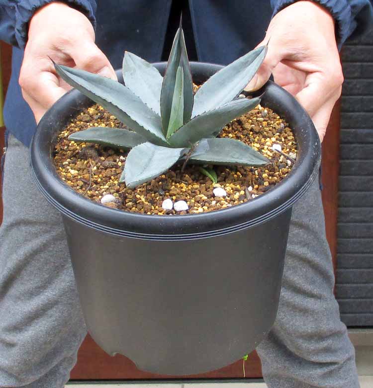 楽天市場】アガベ（シャークスキン） 8号 プラスチック鉢 1鉢 アガベ