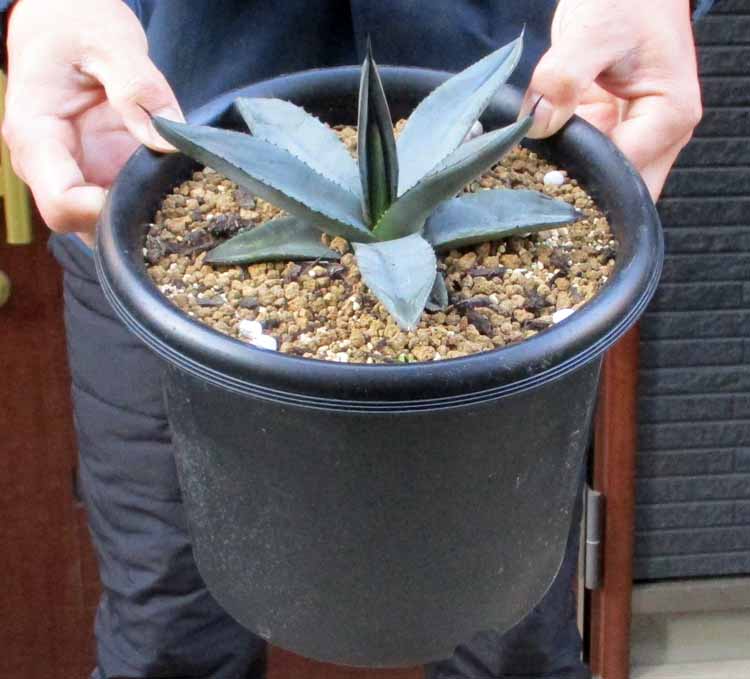 楽天市場】【現品】アガベ グレートホワイトシャーク 6号鉢植え【産直