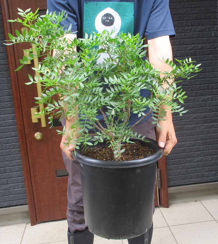 大株が入荷しました【現品・現物】ピスタチア 9号 AK番 植木としての染みわたるが小っちゃいレアプランツ