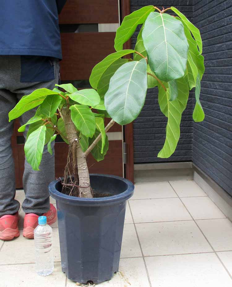 楽天市場】【現品・現物】【送料無料】アンスリウム・ジャングル