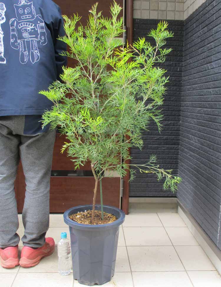 楽天市場】☆【現品・現物】ケラリア・ナマクエンシス 6号 X64番