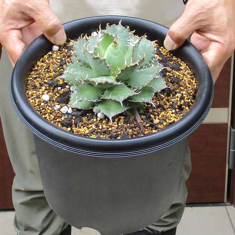 sss！アガベ チタノタ　オテロイ　フィリグリー　超超超ミニ　強うねり　5 楽天市場】【現品・現物】アガベ・チタノタ・フィリグリー・群生