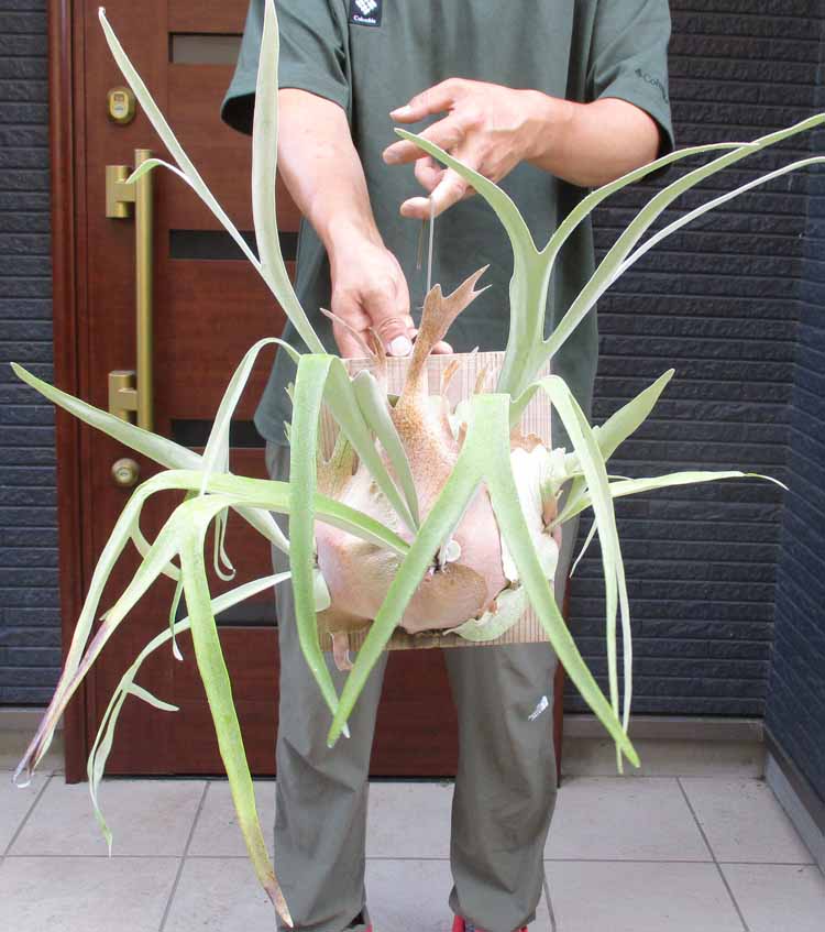 楽天市場】セール商品【現品・現物】コルク付き プラティケリウム