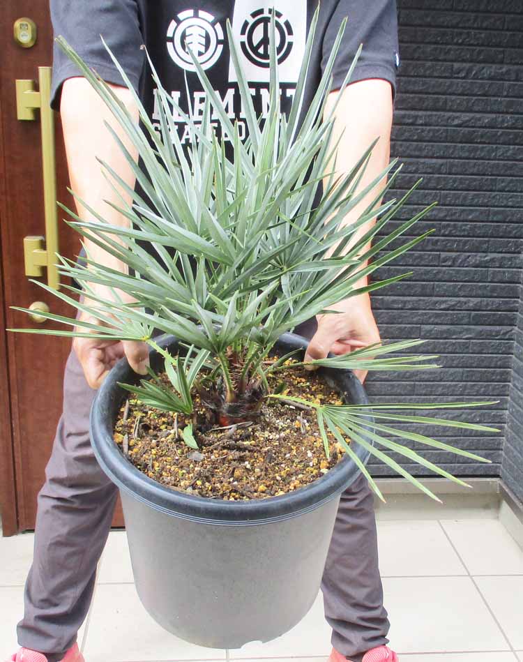 チャメロップス　セリフェラ　多頭　シルバーリーフ 希少 チャメロプス チャメロップス フミリス セリフェラ 80