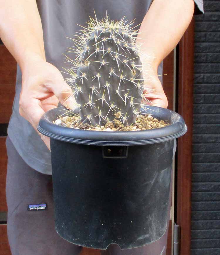 opuntia cymochila djf933.13 オプンチア サボテン opuntia cymochila djf933.13 オプンチア サボテン