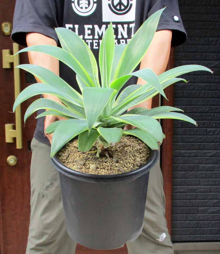 アガベアテナータ　カラズストライプ 楽天市場】アガベ アテナータ カラズストライプ 7号 苗木【AK