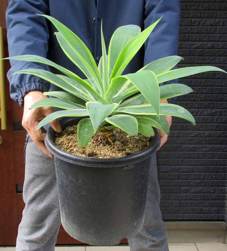 楽天市場】☆【現品・現物】 アガベ アテナータ 白斑入りアテナータ