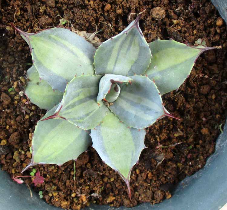 楽天市場】NEW!【現品・現物】鉢割れあり アガベ 怒雷神錦（イカリ