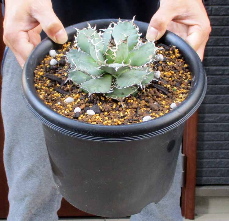 楽天市場】☆【現品・現物】アガベ・フレキスピナ (アガベ 楽天市場】☆【現品・現物】アガベ・フレキスピナ (アガベ