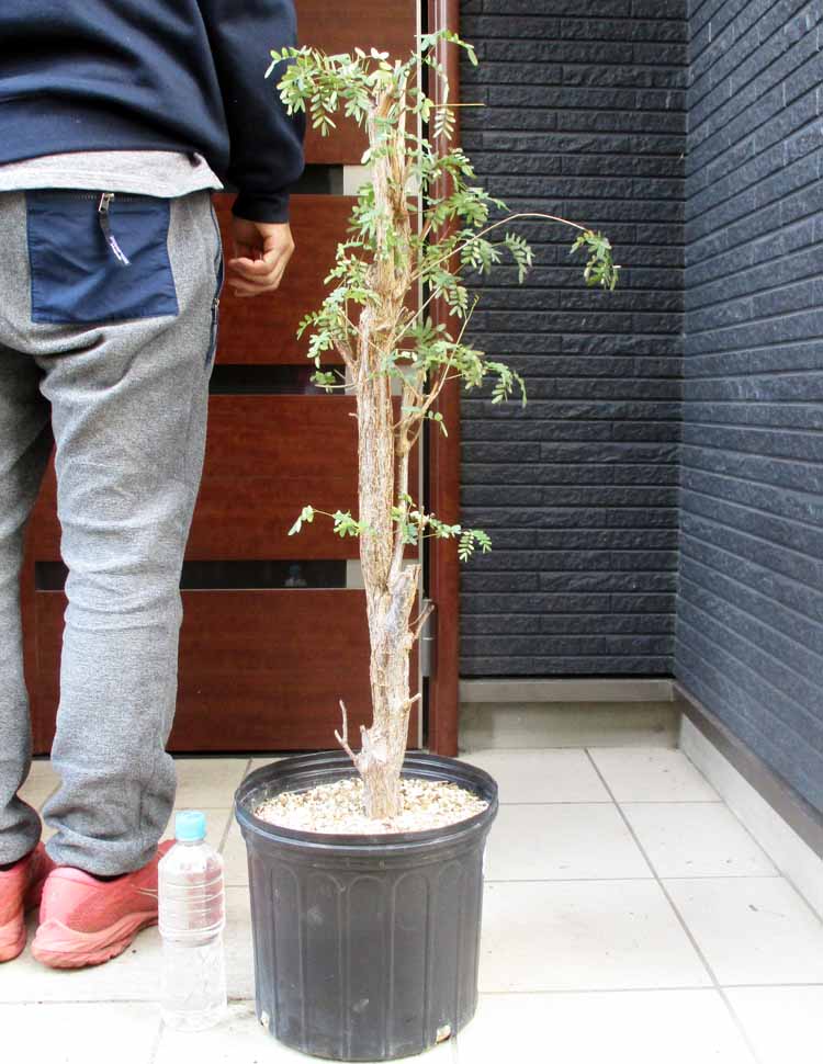 楽天市場】【SSクーポンあり】【現品】ボンバックス 8号 黒鉢【選べる